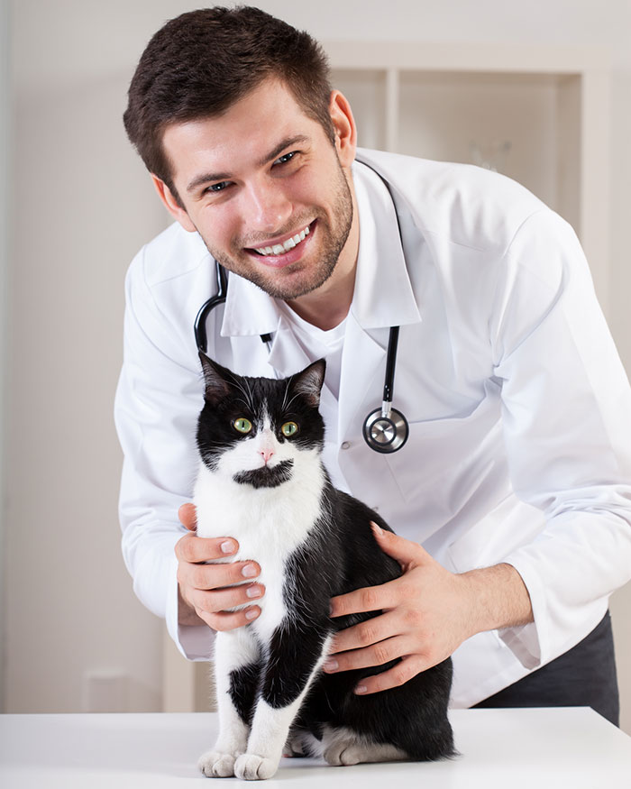Veterinary professionals and business education imagery